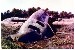 Aircraft 096 crash scene.